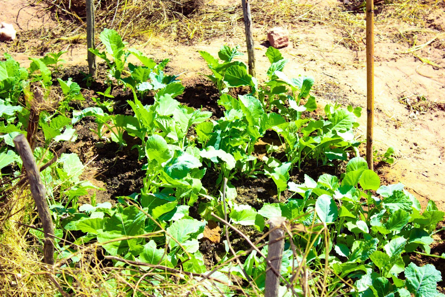 Vegetables growing in a community garden